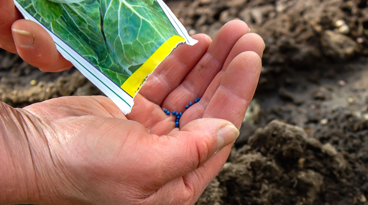 Cabbage Development Phases How Quick Does Cabbage Develop? Dial a