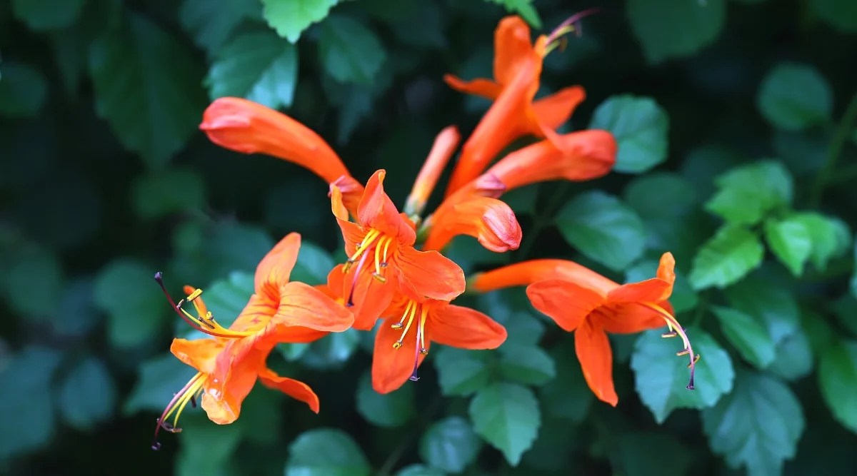 Close-up of Cape Honeysuckle flowers against lush dark green foliage. The flowers are tubular, orange-red, with flared five petals and prominent long stamens.