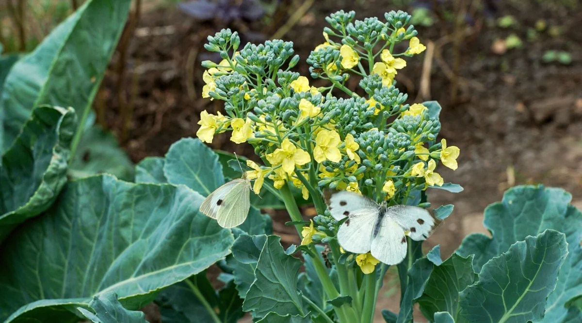 Cabbage Development Phases How Quick Does Cabbage Develop? Dial a
