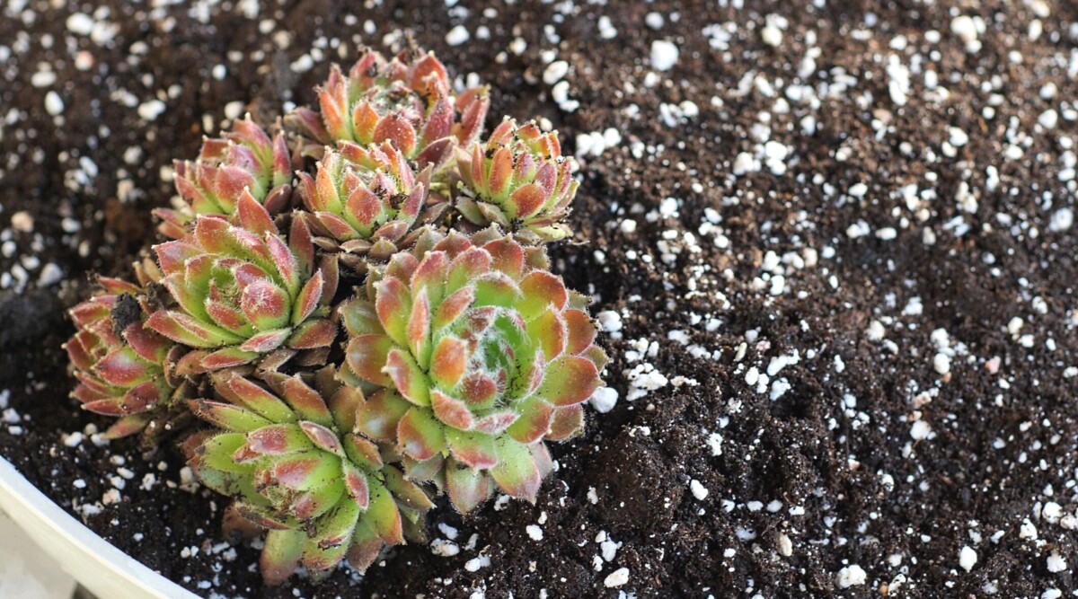 How and When to Fertilize Succulent Plants