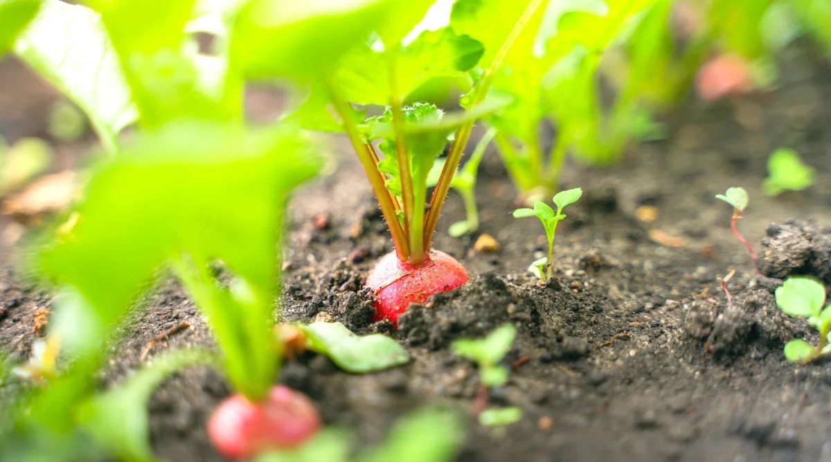 Close-up of growing radish plants in the soil, in a sunny garden. The plant has a round, hard, edible, pink-red root and a small rosette of oblong, slightly wavy green leaves with a rough texture.