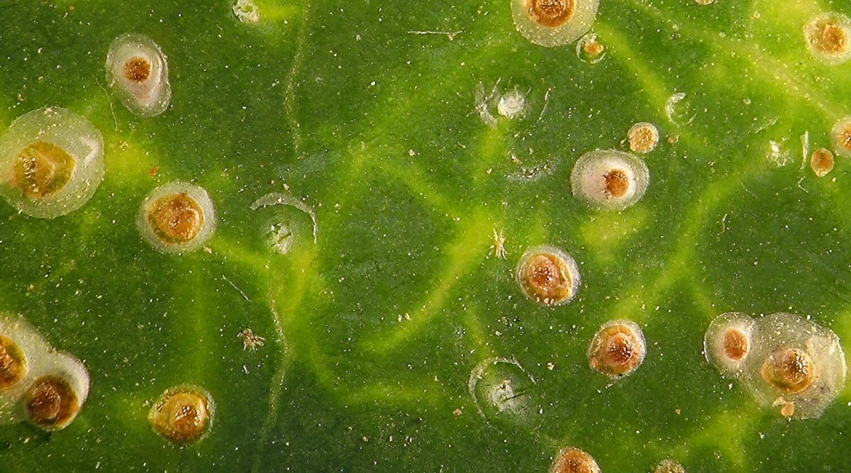 Close-up of a leaf infested with scale pests. The leaves are green, with a smooth texture, covered with pests. Scale are small insects that form a round, brown, waxy shell.