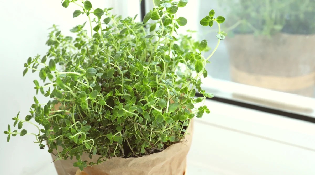 9 Tips for Growing Thyme in Pots or Containers
