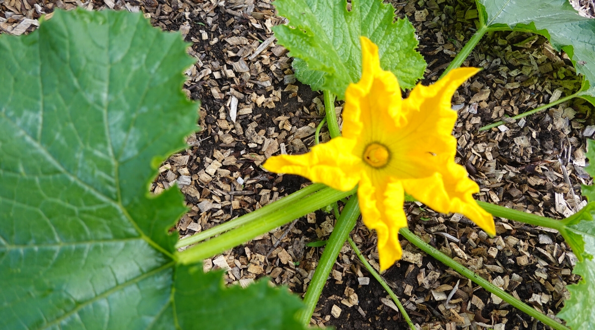 Zucchini Growth Stages How Fast Does Zucchini Grow?