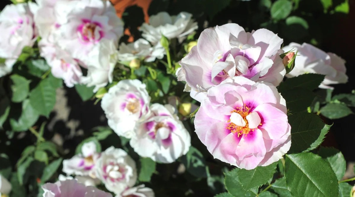 Close-up of a flowering Rosa ‘Easy on the Eyes’ bush in a sunny garden. The foliage of the plant consists of shiny green leaves of medium size, oval in shape, with serrated edges. ‘Easy on the Eyes’ produces attractive medium sized flowers. They are terry, with elegant corrugated petals in soft pastel colors. The color palette includes shades of soft pink, white and rich crimson in the centers.