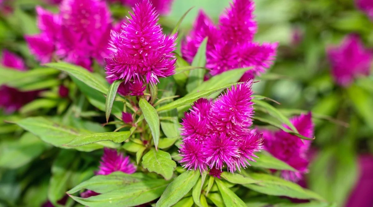 Close-up of a flowering ‘Flamingo’ Cockscomb plant against a blurred green background. The leaves are dark green and spear-shaped. They are arranged alternately along the stems and have a smooth texture. The plant produces large, velvety flowers that are tightly clustered together in a unique comb-like shape. The flowers are bright pink, reminiscent of bright flamingo feathers.