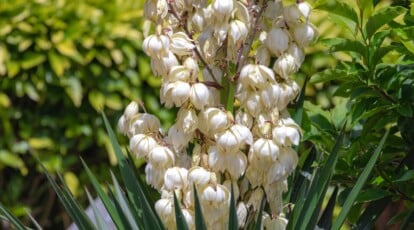 Adam’s Needle Plant Overview