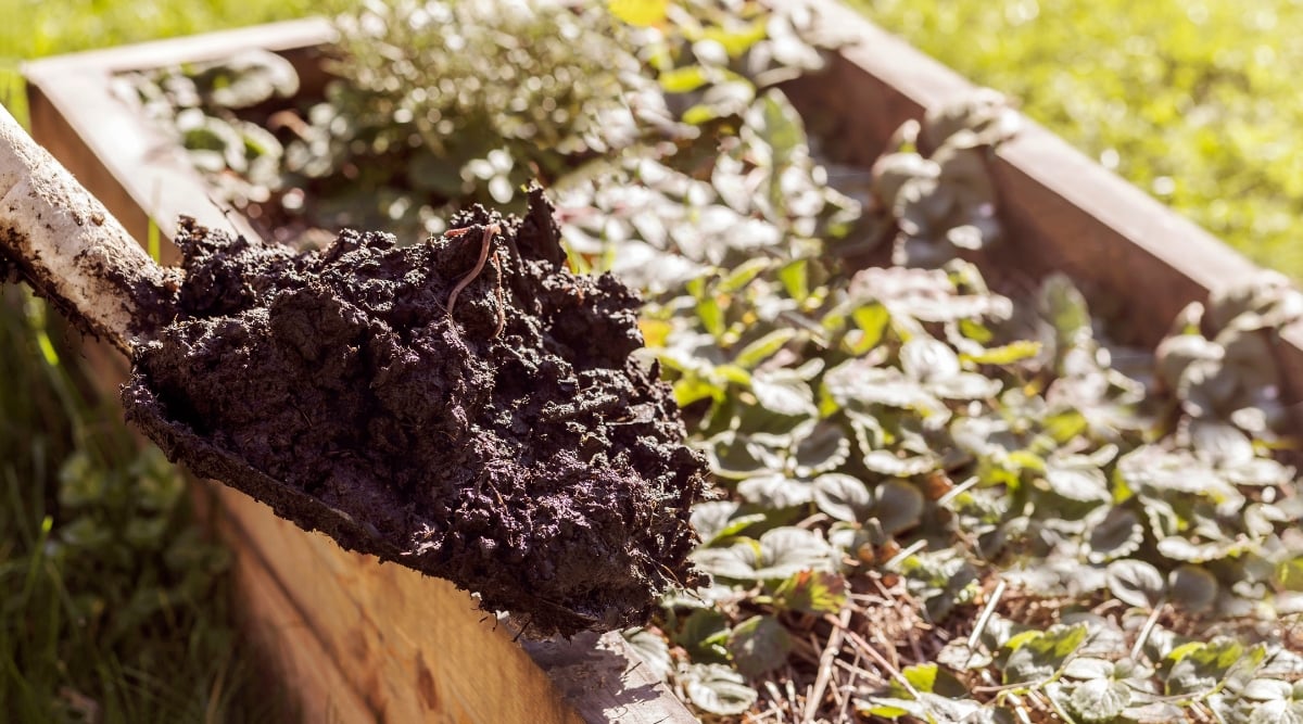 Close-up of a shovel with a pile of compost over a raised bed with growing strawberry plants. The shovel is large, completely filled with dense, moist compost heap with several long worms.
