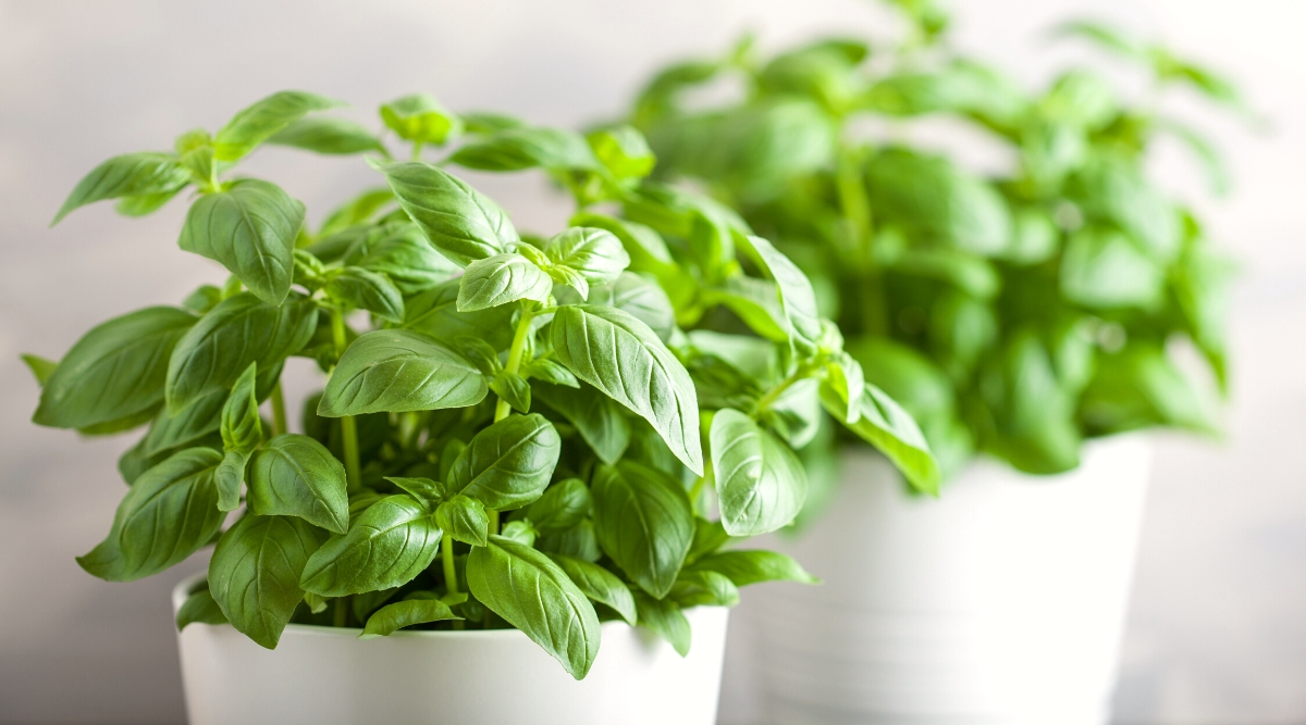 Close-up of a growing basil in a white pot, against a blurry background. Basil is a herbaceous annual plant that grows densely and compactly. Basil leaves are broad, flat, oval in shape, with a glossy texture. They are arranged in pairs opposite each other along the stem and are bright green in color.