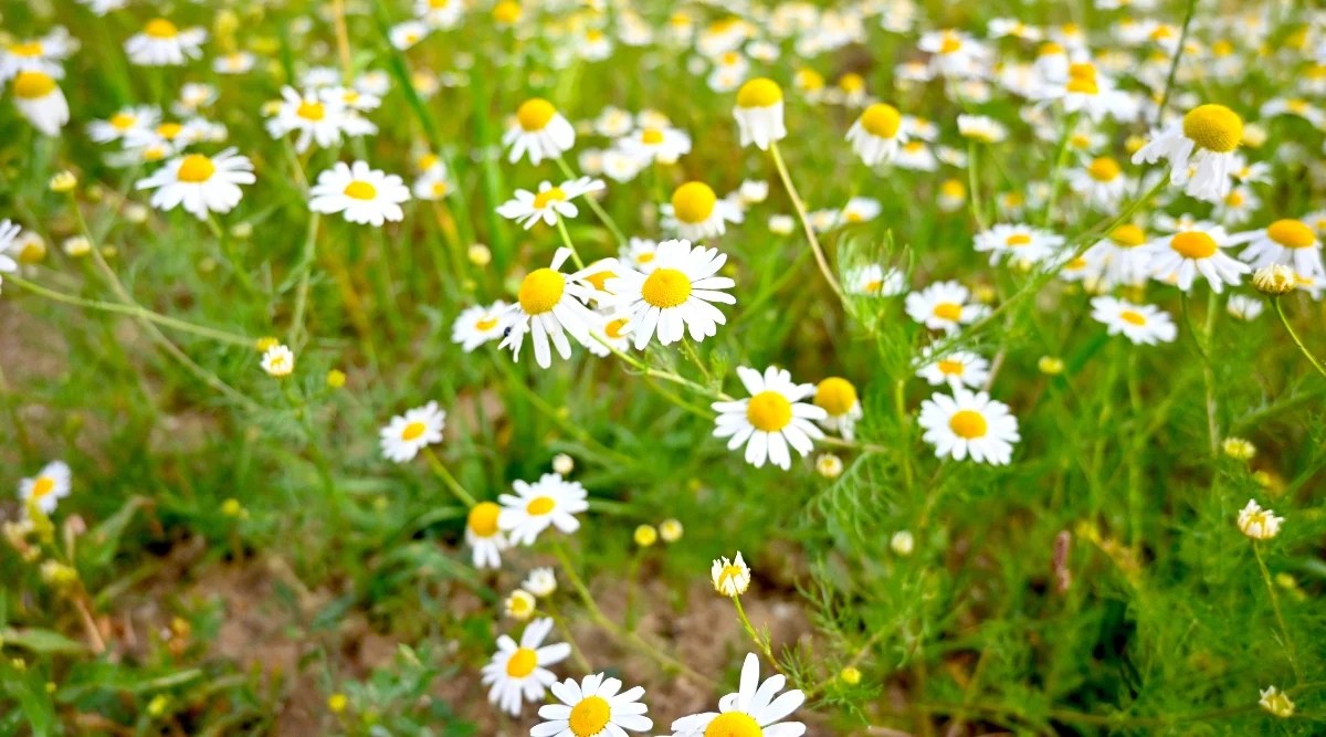 Close-up of blooming daisies in the garden. Chamomile is a delicate herbaceous plant with pinnately fern-shaped leaves, with thin and finely divided segments. They are arranged alternately along the stems and are bright green in color. Flowers bloom on thin stems that rise above the foliage. Each flower consists of a yellow, cone-shaped center, known as a disc flower, surrounded by numerous white petals.