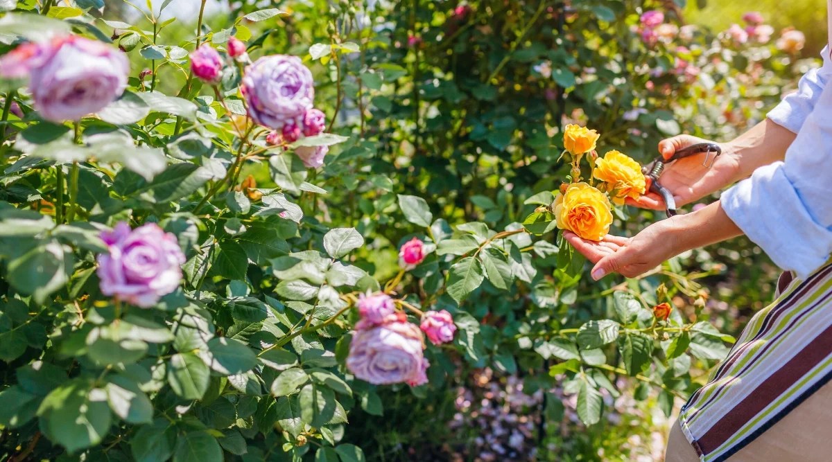 Close-up of blooming different rose bushes in a sunny garden. Women’s hands with secateurs check if the plants are healthy. Rose bushes are large, lush, have dark green lush foliage. The leaves are compound, composed of oval leaflets with serrated edges. The flowers are large, pompon-shaped, with delicate, slightly ruffled petals of a purple or lavender hue. Another bush has double bright orange flowers with wavy petals arranged in several rows.