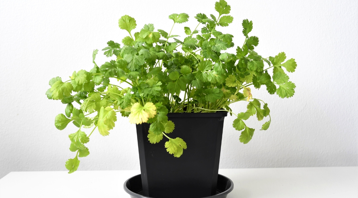 Close-up of a growing cilantro in a large black flower pot on a white background. It is an annual herb with soft, delicate leaves that are flat, fan-shaped. Each leaf is divided into several lobes or segments, giving it a feathery or lacy appearance. The leaves are bright green, grow directly from the stem and alternate along it.
