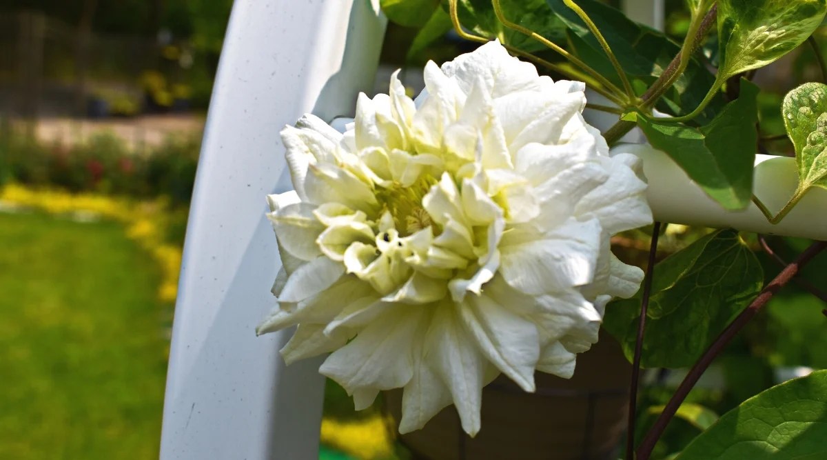 Close-up of ‘Duchess of Edinburgh’ Clematis in bloom in the garden. The plant has strong curly stems covered with dark green glossy leaves. The leaves are composed of many leaflets radiating from a central point. Each leaflet is ovate or lanceolate and has a serrated or serrated margin. The plant has a large, fully double flower of pure white color. The flower resembles a delicate tousled rose. The flower has numerous layers of petals, forming a lush and voluminous flower.