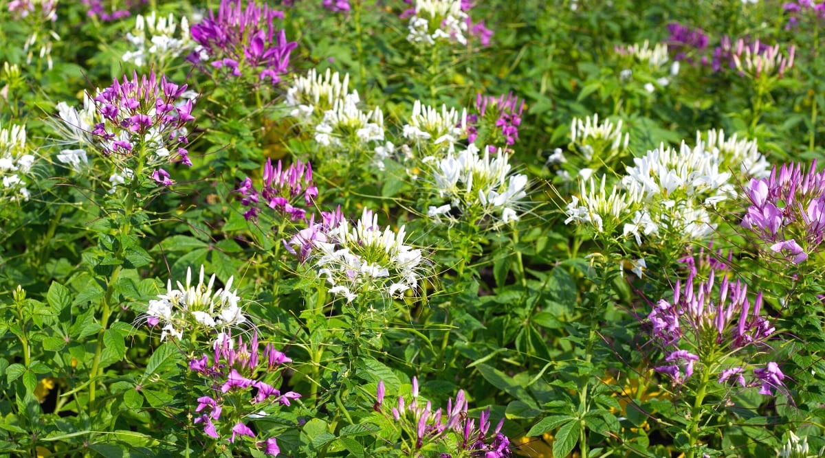 Close-up of flowering Spider Flower plants among bright green foliage. The leaves are palmately compound, divided into several leaflets, which radiate from a central point, resembling the fingers of a hand. Each leaf has 5 to 7 lanceolate leaflets with serrated edges. The flowers are collected in inflorescences at the tops of tall stems, forming a racemose or paniculate inflorescence. Each flower has four long, thin petals that are extended outward, resembling spider legs. The flowers are white and purple.