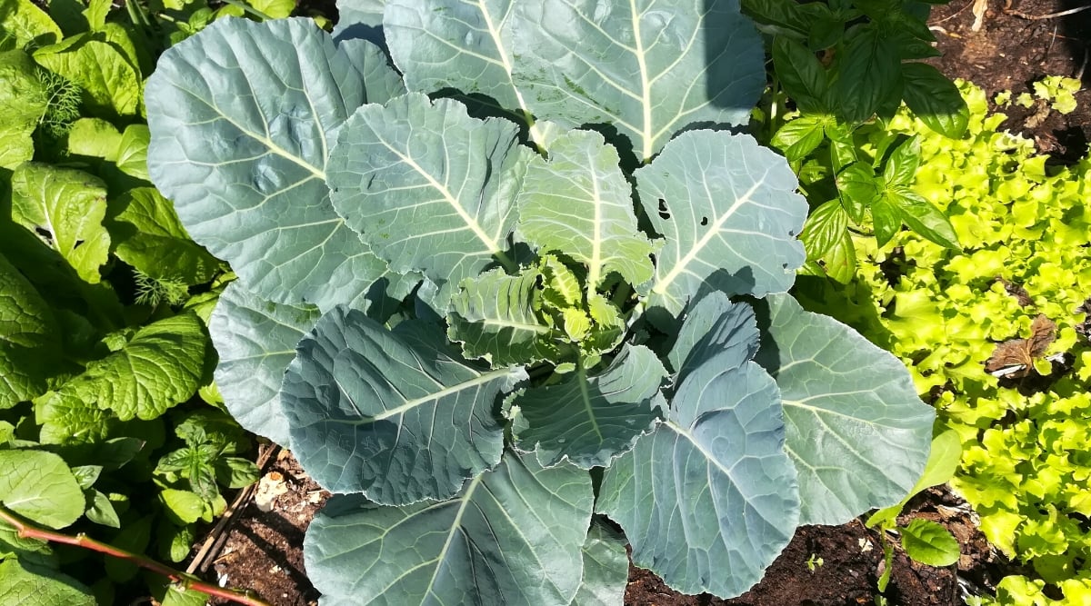 Top view, close-up of a Collards plant in a sunny garden. The plant has large blue-green leaves that are smooth and thick in texture. The leaves are broad and have a slightly wrinkled appearance. They grow in a rosette shape, forming a dense cluster in the center of the plant.