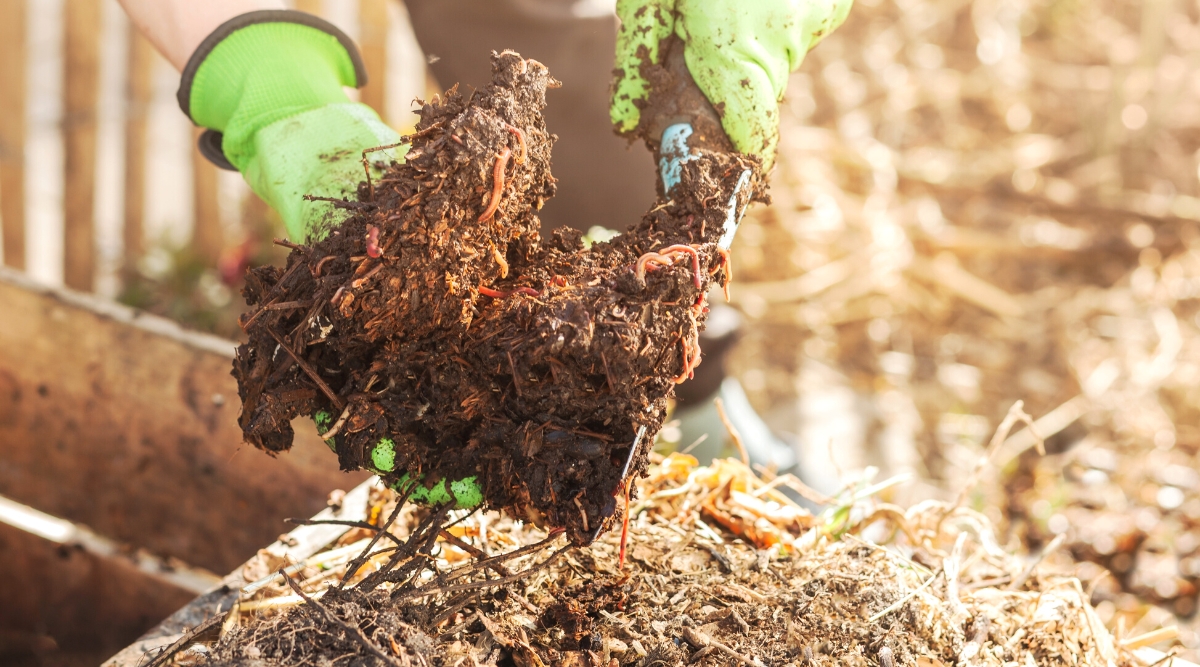 Close-up of a gardener’s hands in bright green gloves raking organic compost with a garden shovel, in a sunny garden. The compost is compacted, brown in color with many worms.