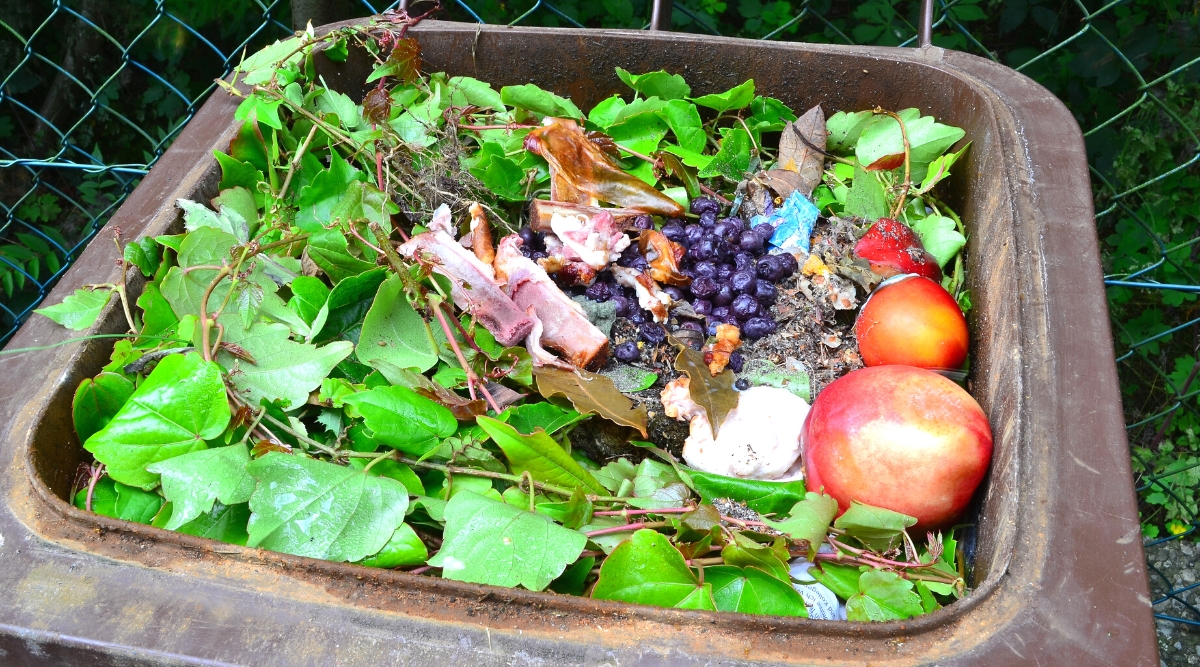 Close-up of a compost bin full of greenery and organic waste. Compost bin tall, square, plastic, brown. It is filled with waste such as twigs with leaves, rotten blueberries, tomatoes and leftover meat.