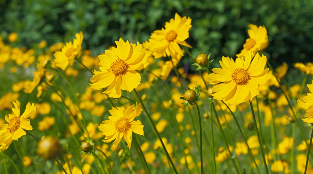 Close-up of blooming Coreopsis in a sunny garden. It is a herbaceous perennial with bright yellow flowers. They look like daisies, solitary. They have a prominent central disc which contains many tiny flowers surrounded by colorful ray flowers.