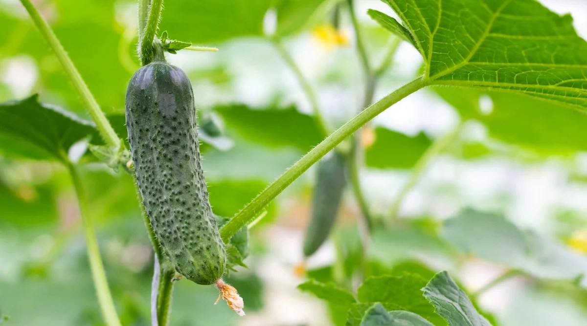 Close-up of a ripe cucumber fruit against a background of large green foliage. Cucumber plants are vining plants that can grow both horizontally and vertically. They have large, dark green leaves that are slightly rough in texture. The fruits of the cucumber plant are elongated and cylindrical, with a green, smooth skin. The peel is covered with small pimples.