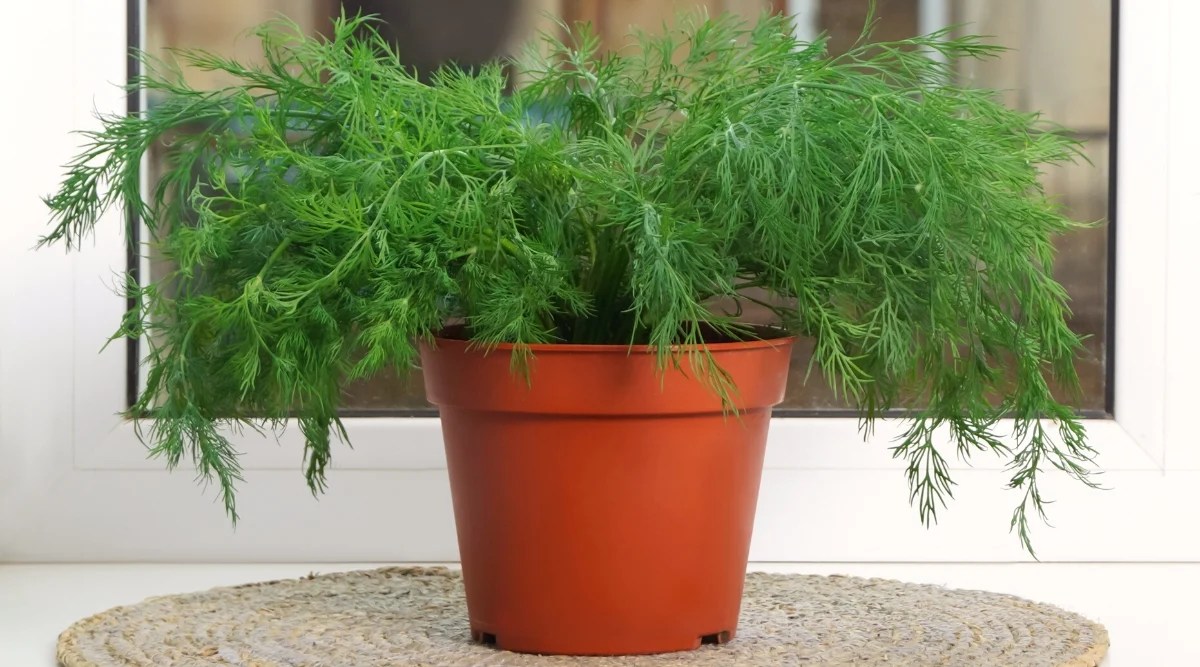 Close-up of dill in a large brown flower pot on a white windowsill. Dill is a herbaceous plant with thin, hollow stems that grow vertically. Dill leaves are finely divided and feathery in appearance, giving them a delicate and airy appearance. Each leaf consists of numerous filiform leaflets that radiate outward from the stem, resembling miniature fern leaves. The leaves have a bright shade of green and a soft texture.