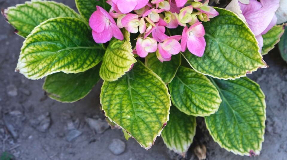 7 Signs of an Overwatered Hydrangea