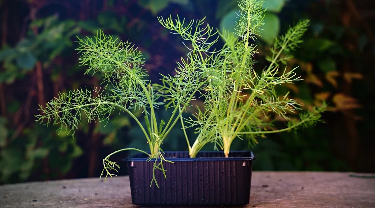 Close-up of Fennel in a black container, on a table. Fennel is a herbaceous perennial plant with pinnate and finely dissected leaves resembling thin threads. They are bright green in color and are arranged alternately along the stems.