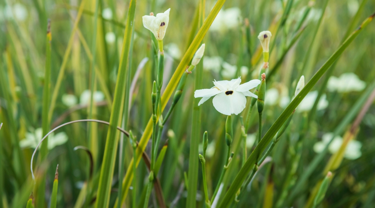 Close-up of Dietes bicolor flowering plants in the garden. The plants produce beautiful tufts of long, upright leaves. The leaves are linear, with pointed tips, dark green, with smooth edges. The flowers are medium, reminiscent of the shape of irises. They have three outer petals (known as “falls” or tepals) and three inner petals (known as “standards” or tepals) that are slightly different in size and shape. The petals are white with dark markings.