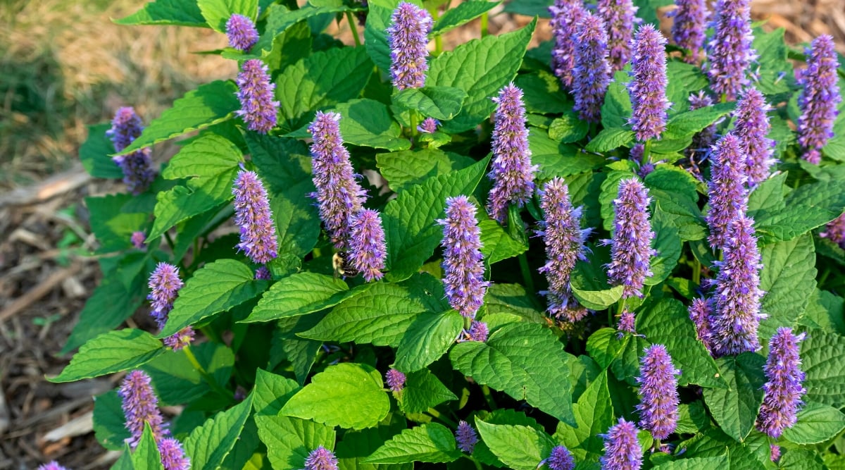 Close-up of flowering Giant Hyssop plants in the garden. The plant has tall erect stems that rise above the foliage. The leaves are lanceolate and medium to dark green in color. They are arranged opposite the stems, producing lush and dense foliage that adds texture and depth to the plant. The leaves have a slightly serrated edge and a soft, velvety texture. The plant forms dense elongated peduncles, consisting of many small tubular inflorescences. The flowers are lavender in color. Each individual flower is tubular in shape with two lips.
