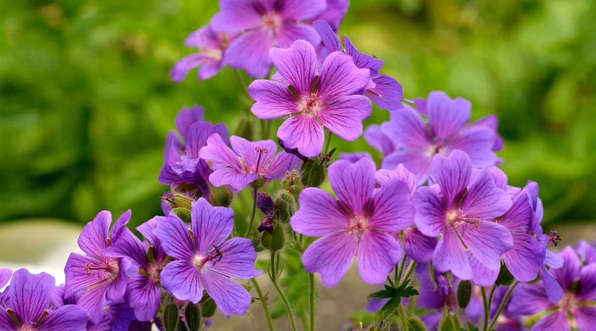 Close-up of a blooming Hardy Geranium in a sunny garden. The plant produces clusters of flowers that rise above the foliage on slender stems. The flowers are a beautiful shade of purple with dark purple veins. Each flower has five petals, which are rounded and thinly veined.