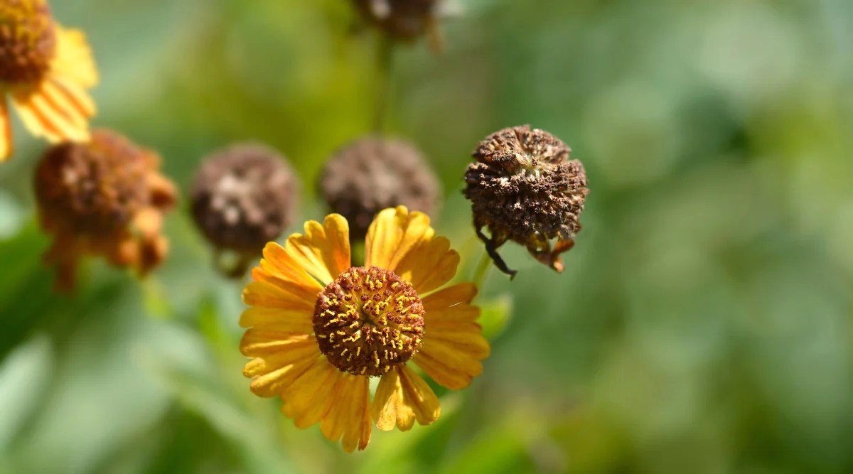 Top view of a Sneezeweed flower surrounded by dry seedheads, against a blurred green background. Helenium has a beautiful daisy-like flower with bright yellow ray-shaped petals and a prominent brown central disc. Seed heads are rounded, dry, brown.