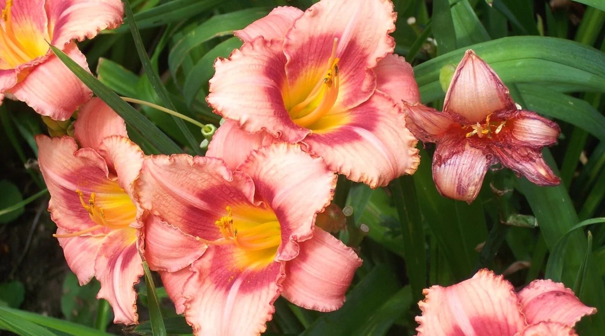 Close-up of ‘Rosy Returns’ Daylily blooming against dark green foliage. It is an enchanting perennial plant with a charming and vibrant appearance. The leaves are long and linear, resembling blades of grass. They are dark green in color with a smooth texture. The plant produces numerous tubular flowers on tall thin petioles that rise above the foliage. The flowers are predominantly pale pink in color with a rich pink ring in the center and a yellow throat. Each flower has six overlapping petals. The petals are slightly ruffled or edging.