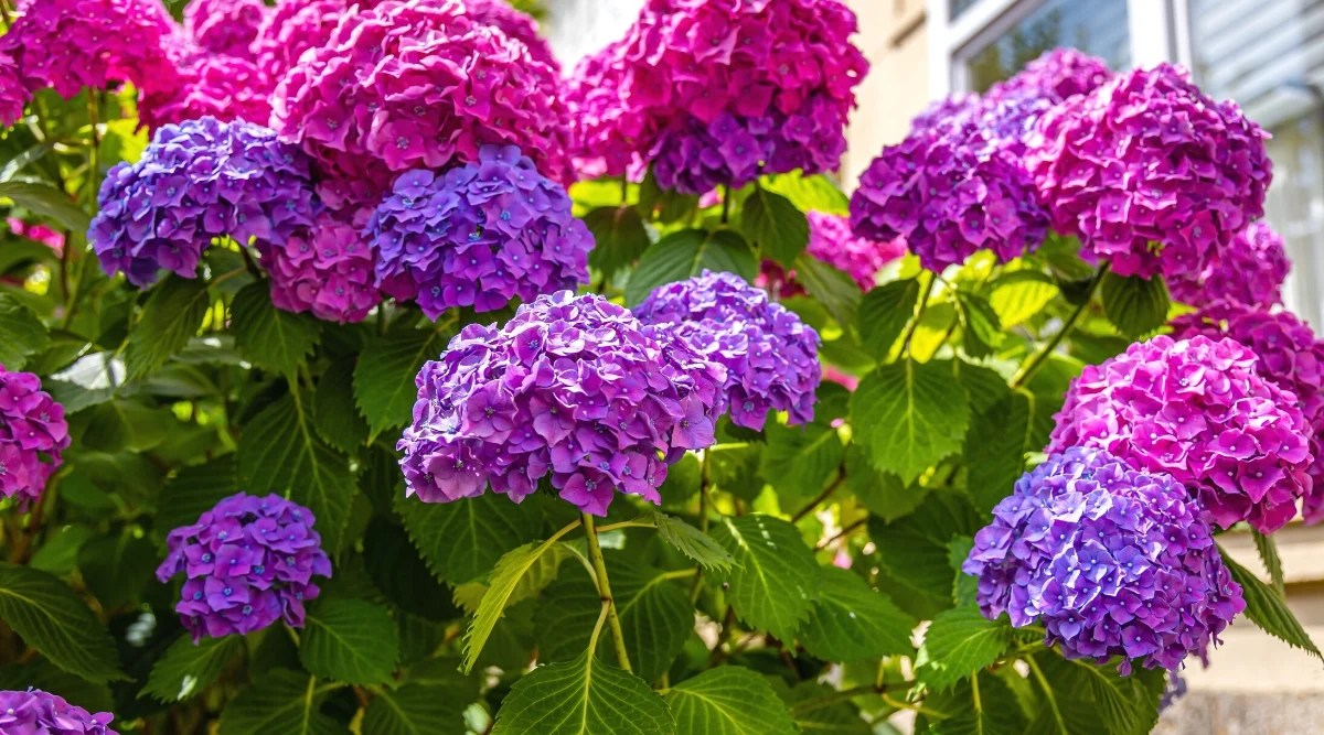 Close-up of blooming Endless Summer® Hydrangea in a sunny garden. The plant forms a large lush bush with tall stems covered with large, shiny, broadly ovate leaves. They are dark green in color, producing lush and vibrant foliage. The leaves are opposite each other along the stems. The plant produces large, rounded inflorescences that are made up of many individual inflorescences that give the appearance of a pom-pom. The flowers are bright purple and bright pink.