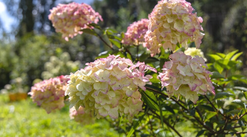 7 Signs of an Overwatered Hydrangea