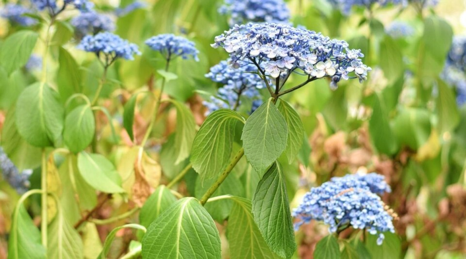 7 Signs of an Overwatered Hydrangea