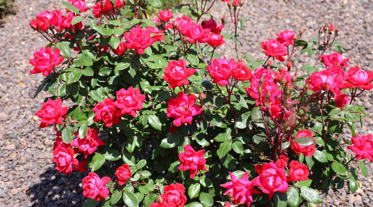 Top view of Knock Out Roses flowering bush in a sunny garden. The plant has a compact and bushy growth, forming dense mounds of foliage. The leaves are medium green, glossy, with a leathery texture. They consist of several leaflets elliptical or ovoid in shape. The plant produces clusters of bright pink semi-double flowers. Petals have a slightly ruffled appearance.