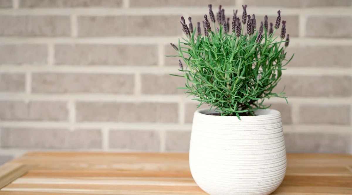 Close-up of blooming lavender in a white decorative pot on a wooden table, against a gray wall, indoors. Lavender is a perennial woody plant that grows in a bushy, upright form. The leaves are narrow, linear, green. The flowers are small, tubular in shape, grow in dense inflorescences on the tops of the stems. They are purple.