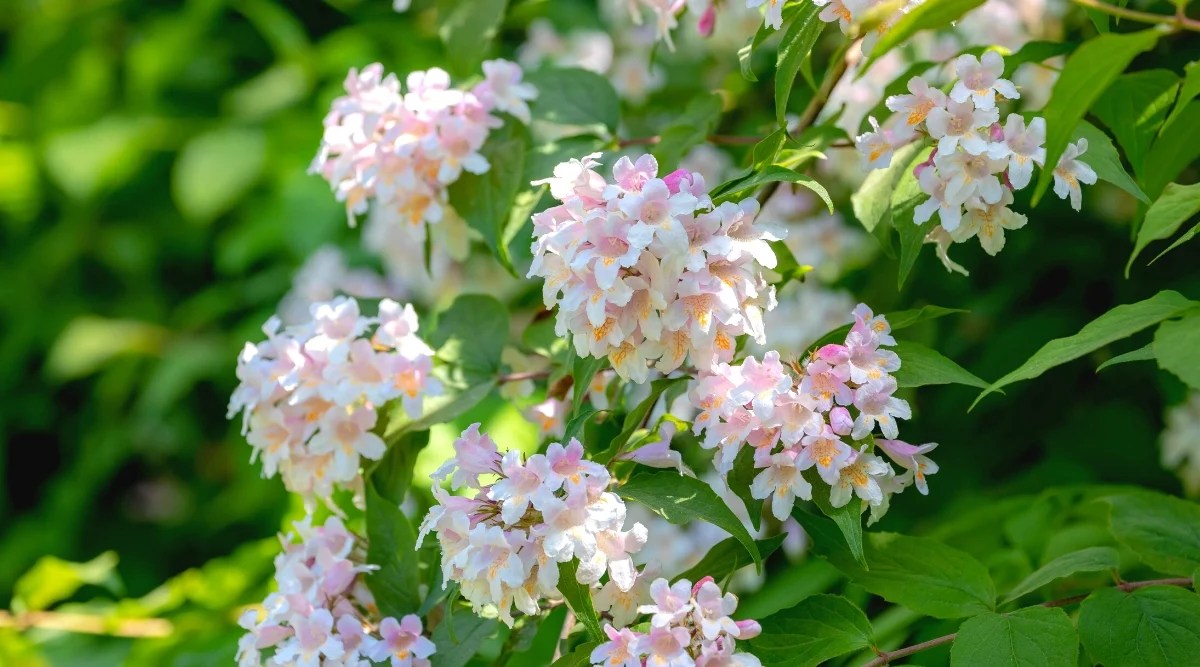 Close-up of a flowering Beauty Bush (Linnaea amabilis) plant in full sun. The plant forms spreading stems with dark green foliage and clusters of delicate flowers. The leaves are oval in shape, with pointed tips. The flowers are small, bell-shaped, hanging gently from the branches. The petals are a delicate pale pink with delicate bright orange markings on the bottom three petals.