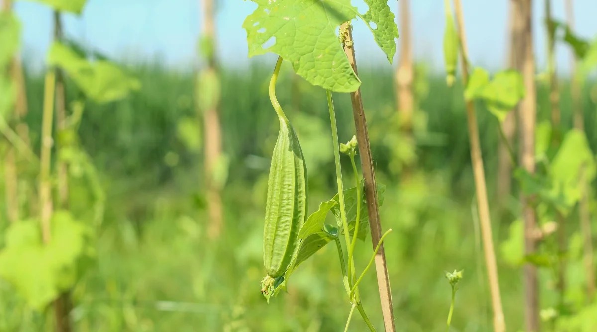 Close-up of the young fruit of the Luffa plant in the garden. The plant has large lush green leaves with palmate lobes. The fruits of the luffa plant are long and cylindrical, light green in color.