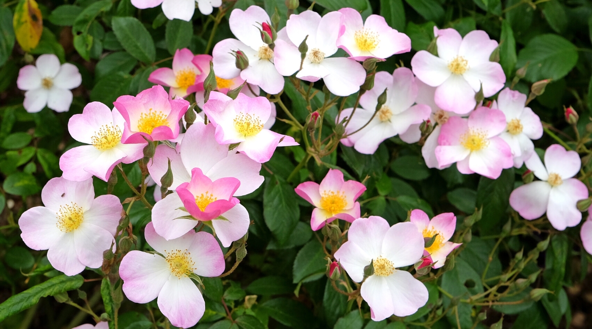 Close-up of a flowering bush ‘Lyda Rose’ in the garden. The plant has a bushy habit with bright green serrated foliage. ‘Lyda Rose’ produces profuse clusters of exquisite white flowers with a pink border. The petals are ruffled, giving them a unique texture and elegant appearance.