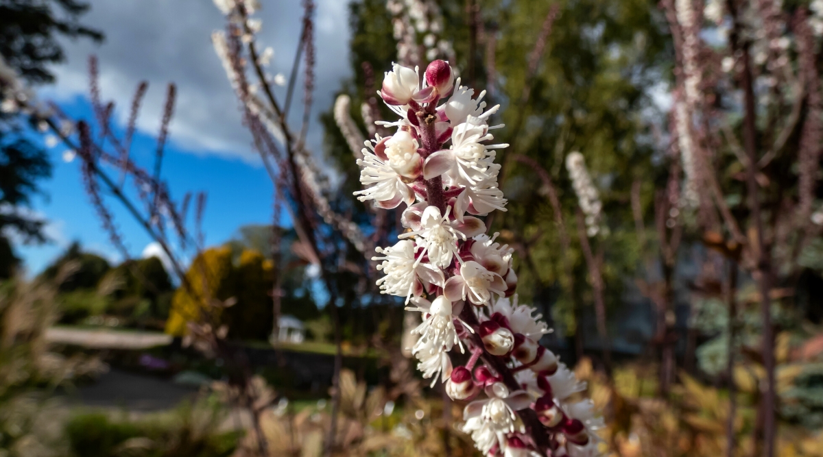 A bunch of bugbane, a flowering plant with delicate red buds and white blossoms, stands tall amidst a blurred background of more bugbanes. The vibrant red stems add a striking contrast to the overall scene.