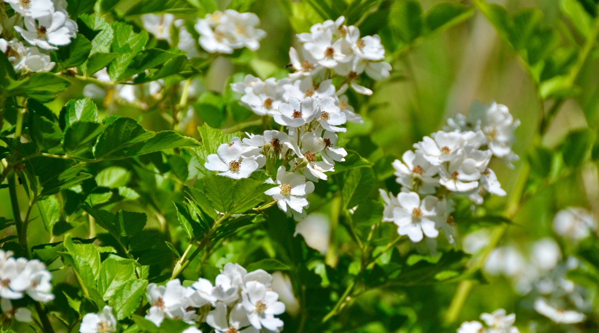 Close-up of a blooming Multiflora Rose in a sunny garden. The bush forms lush bright green foliage. The foliage is compound, consisting of oval leaflets with serrated edges. The flowers of Multiflora Rose are small, white and appear in inflorescences. They have a simple five-petal structure and prominent golden stamens.