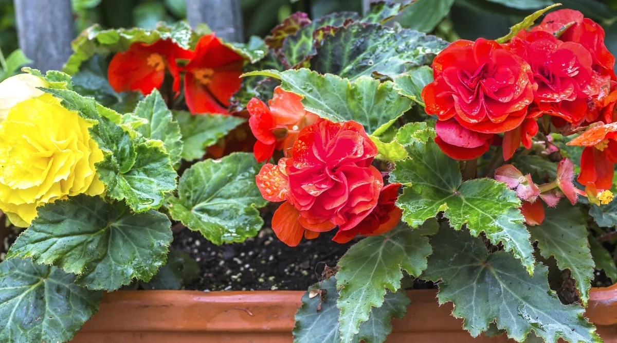 Close-up of blooming Nonstop Begonias in an oblong clay pot. The leaves are large and heart-shaped. They have a glossy texture and have deep serrations. The plant produces large, fully double flowers that are held on sturdy stems above the foliage. Flowers are bright red and bright yellow. Each Nonstop begonia flower is made up of many layers of petals that form a lush and full flower head.