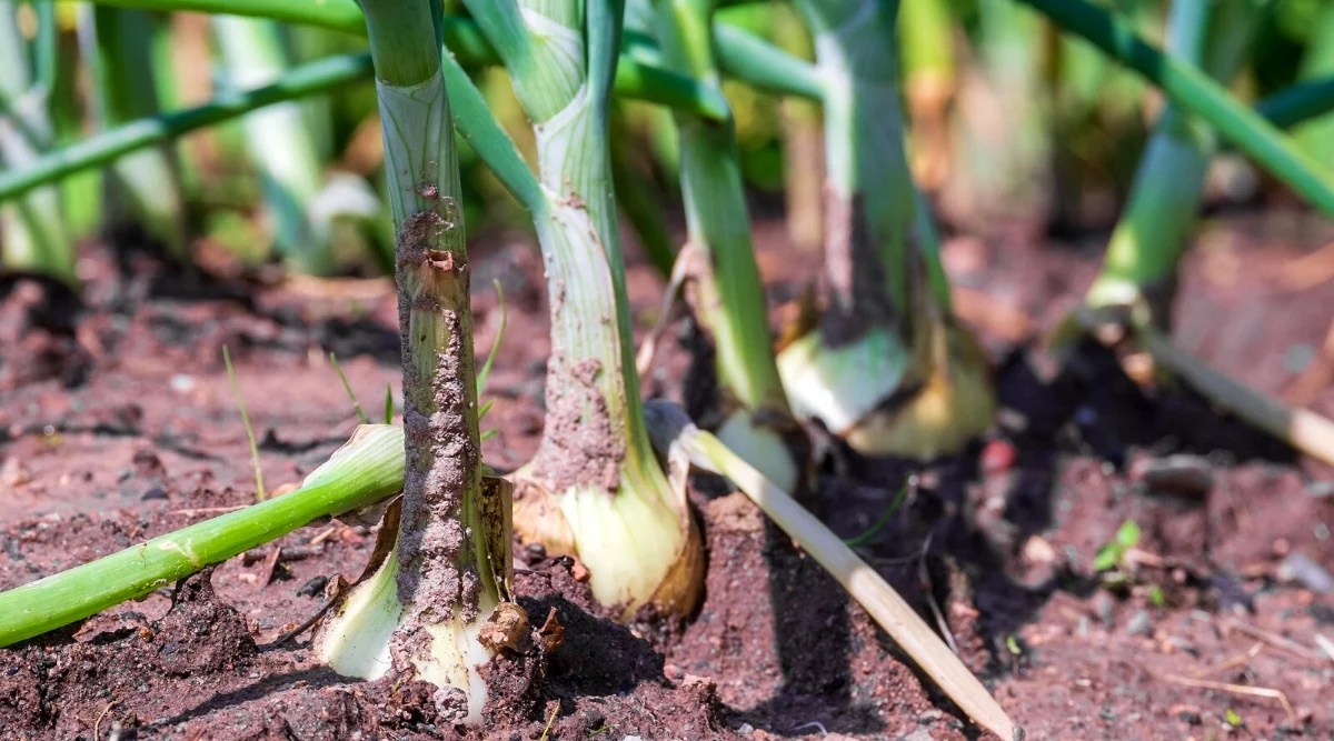 Onion plants have long, slender leaves that are flat and grass-like in appearance. The leaves grow in dense clusters at the base of the plant, forming a bulb underground. The bulbs are rounded, white in color, covered with several layers of husks.