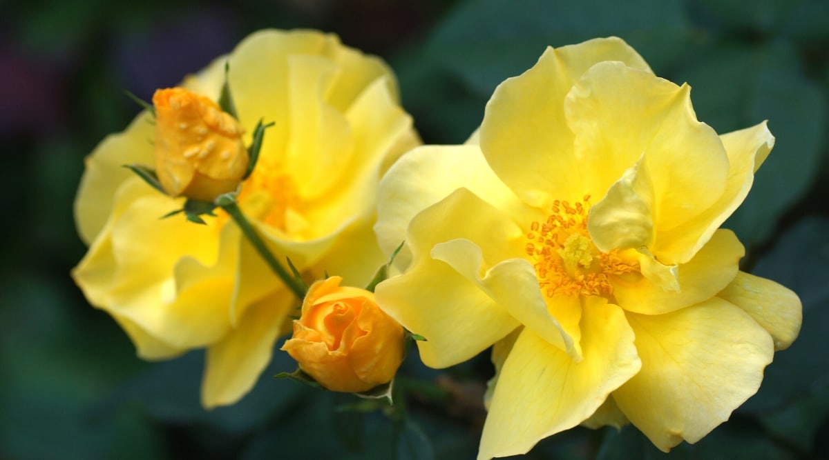 Close-up of blooming flowers of Rosa ‘Oso Easy Lemon Zest’ against a blurred dark green background. Sunny lemon yellow flowers. Each flower consists of several layers of petals, forming a full and rounded shape.