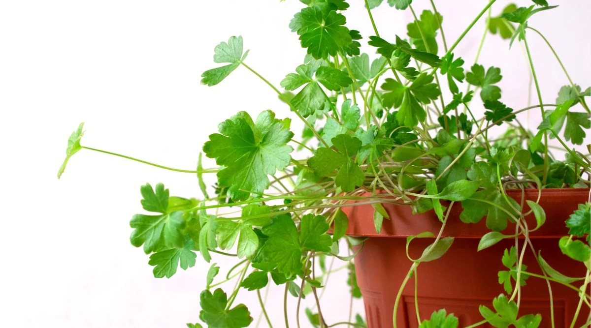 Close-up of a Parsley plant in a large brown plastic pot, on a white background. Parsley leaves are deeply divided, giving them a feathery or fern-like appearance. They consist of many small leaflets arranged in a pinnate or palmate manner. Each leaf is elongated and toothed, bright green.