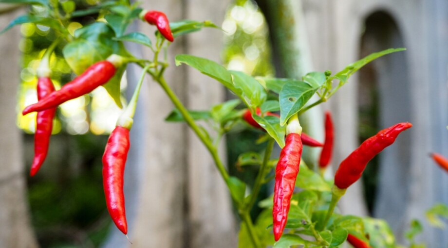 13 Plants to Avoid Planting Near Blackberries This Season