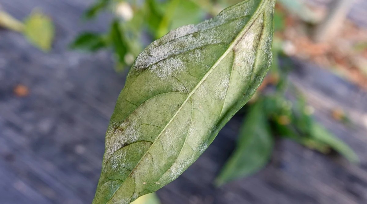 Close-up of a green leaf of a lanceolate shape, diseased with powdery mildew, against a blurred background. The leaf is pale green in color, covered with a white powdery coating.
