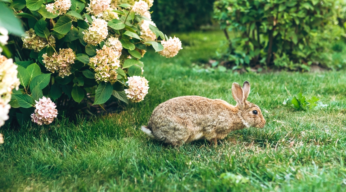 Why Does My Hydrangea Have Holes in the Leaves?