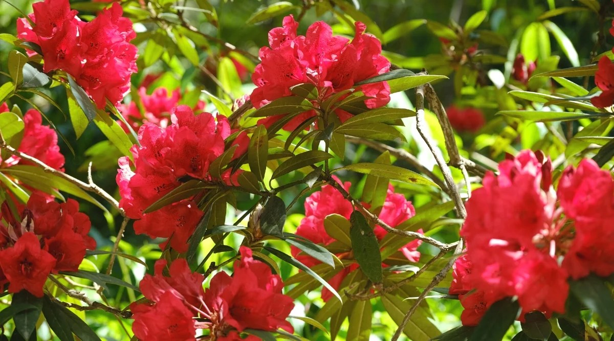 Close-up of a flowering Azaleas plant in a sunlit garden. It is a large shrub with many upright branches covered with elongated, elliptical, dark green leaves with a leathery and waxy texture. The plant produces an abundance of bright pink-red tubular flowers, which are collected in rounded racemes.