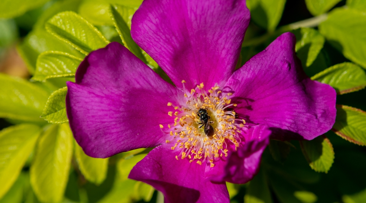 Close-up of a blooming Rosa ‘Basye’s Purple’ with a bee gathering nectar. The flower is large, saucer-shaped, with petals of a rich fuchsia color with wavy edges. Golden stamens protrude in the center of the flower.
